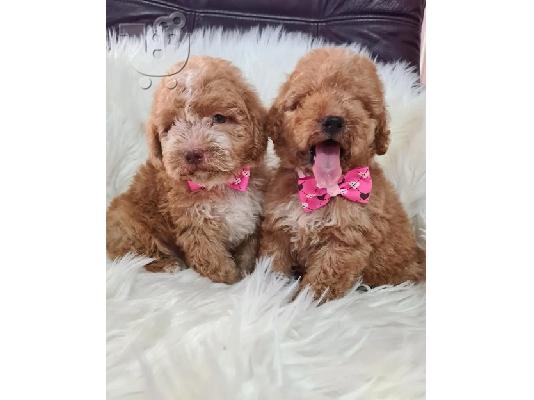 PoulaTo: Labradoodle κουτάβια F1B